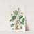 Cylindrical Heuchera by Sydenham Edwards