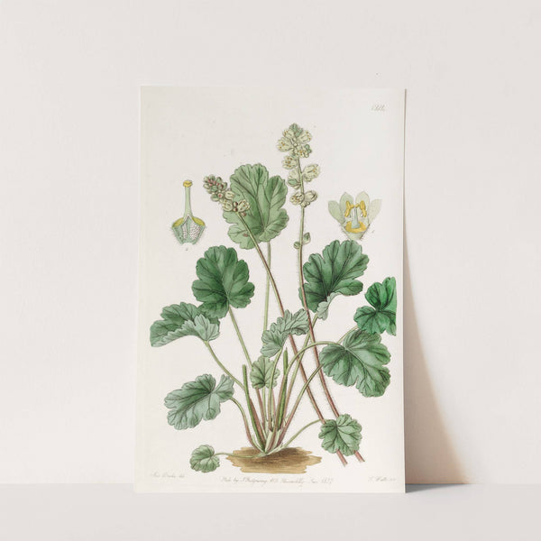 Cylindrical Heuchera by Sydenham Edwards