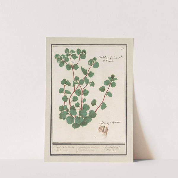 Cymbalaria Cymbalaria vande Italiaenen. Cijmbalaria italica. folio hederaceo. Cymbalaire d’italie. (1596-1610) by Anselmus Boëtius de Boodt