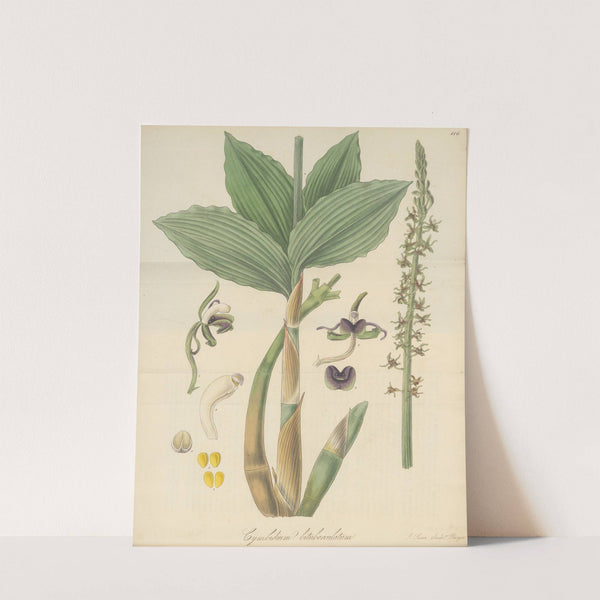 Cymbidium bituberculatum by William Jackson Hooker