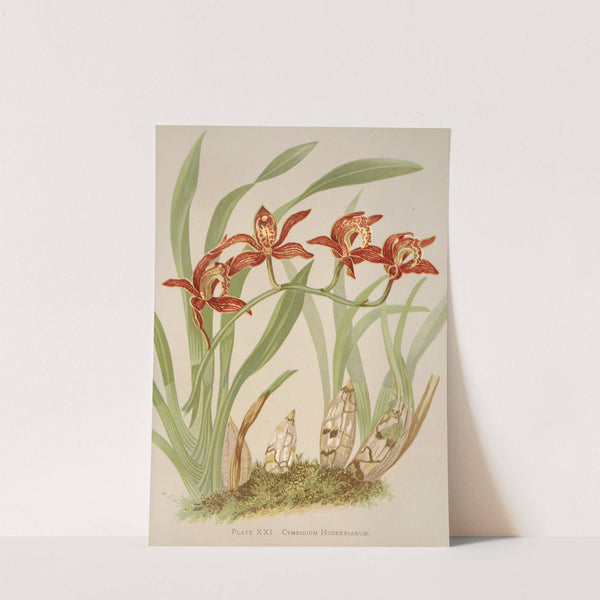 Cymbidium Hookerianum by Harriet Stewart Miner