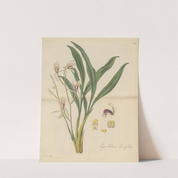 Cymbidium lancifolium by William Jackson Hooker