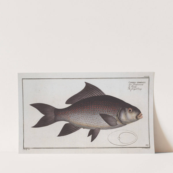 Cymbrinus fimbriatus, The fringed Carp. (1785-1797) by Marcus Elieser Bloch