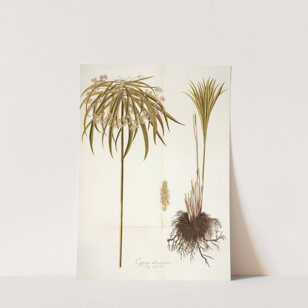 Cyperus alternifolius by Nikolaus Joseph Freiherr von Jacquin