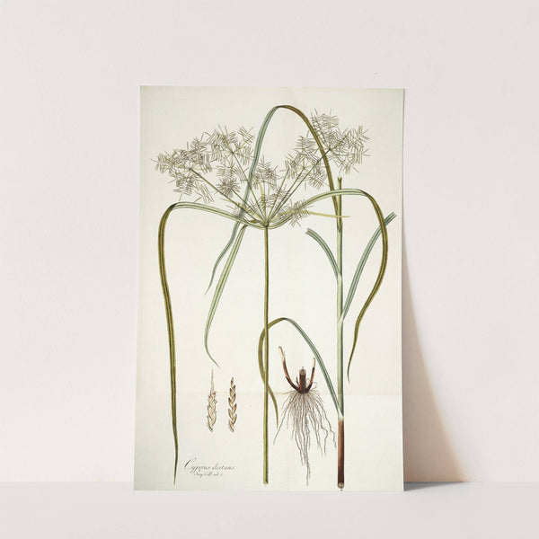 Cyperus distans by Nikolaus Joseph Freiherr von Jacquin