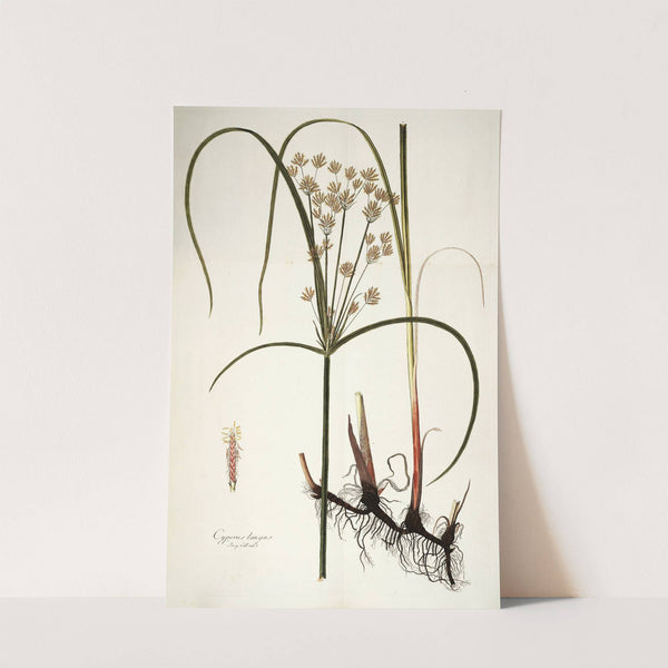 Cyperus longus by Nikolaus Joseph Freiherr von Jacquin