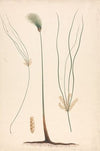 Cyperus papyrus L. (Papyrus Sedge)