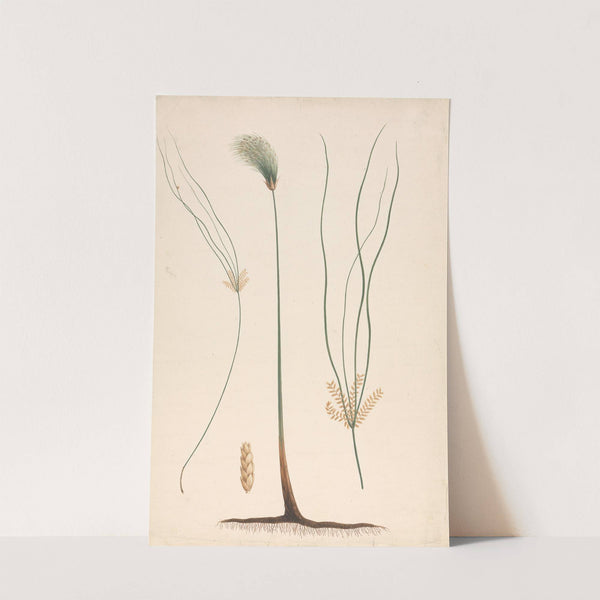 Cyperus papyrus L. (Papyrus Sedge) by Luigi Balugani