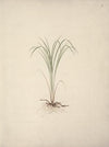 Cyperus species 1