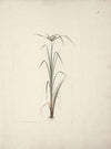 Cyperus species 2