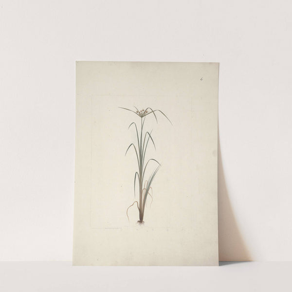 Cyperus species 2 by Luigi Balugani