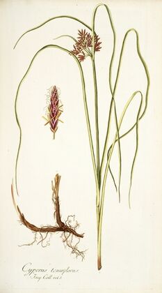Cyperus tenuiflorus — size preview