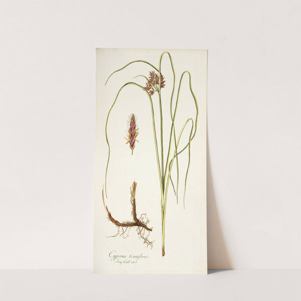 Cyperus tenuiflorus by Nikolaus Joseph Freiherr von Jacquin