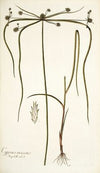 Cyperus viscosus