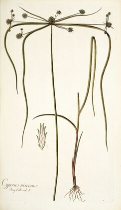 Cyperus viscosus