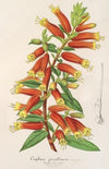Cyphæa (Cuphea) jorullensis
