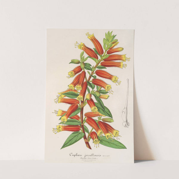 Cyphæa (Cuphea) jorullensis by Charles Antoine Lemaire