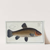 Cypirnus Tinca, The Tench (1785-1797) by Marcus Elieser Bloch