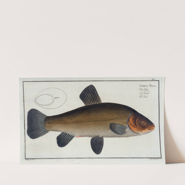 Cypirnus Tinca, The Tench (1785-1797) by Marcus Elieser Bloch