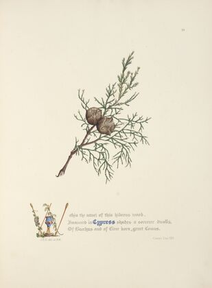 Cypress