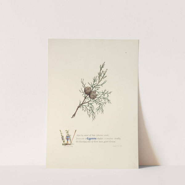 Cypress by Jane Elizabeth Giraud