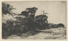Cypress Study No. 2 (1915)