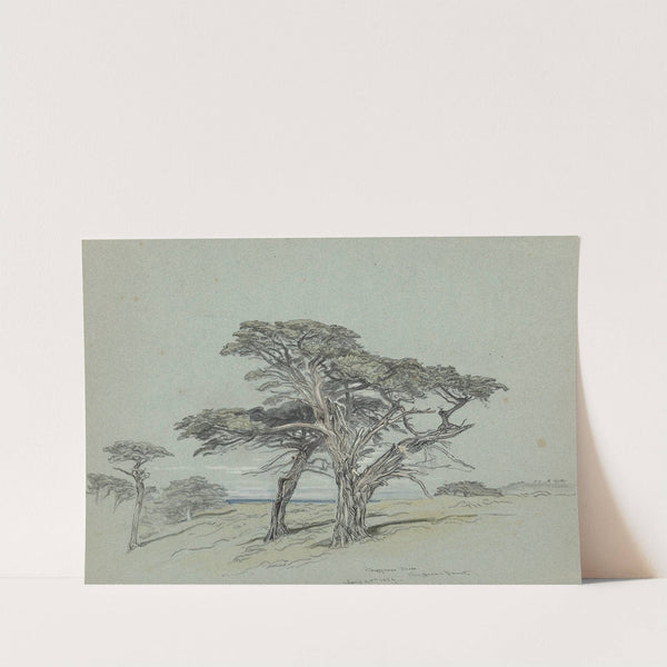 Cypress Trees, Cypress Point by Samuel Colman