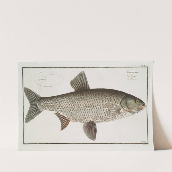 Cyprinus Aspius, The Aspius. by Marcus Elieser Bloch