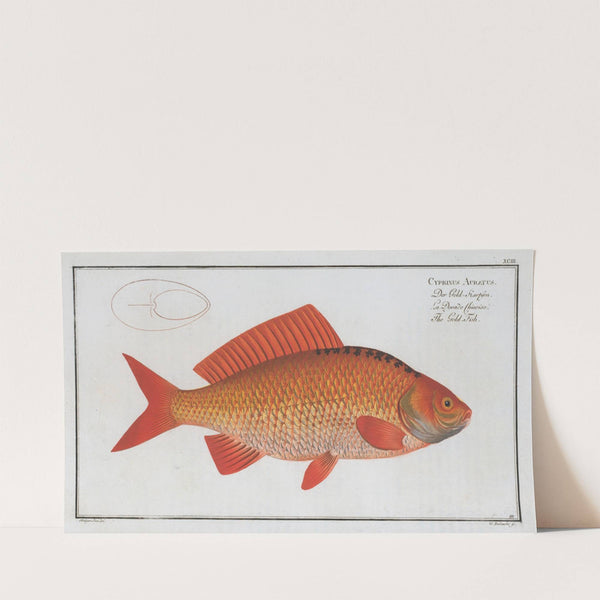 Cyprinus Auratus, The Gold-Fish. (1785-1797) by Marcus Elieser Bloch