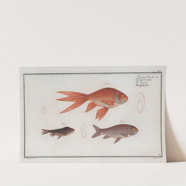 Cyprinus Auratus var., The Gold-Fish. by Marcus Elieser Bloch
