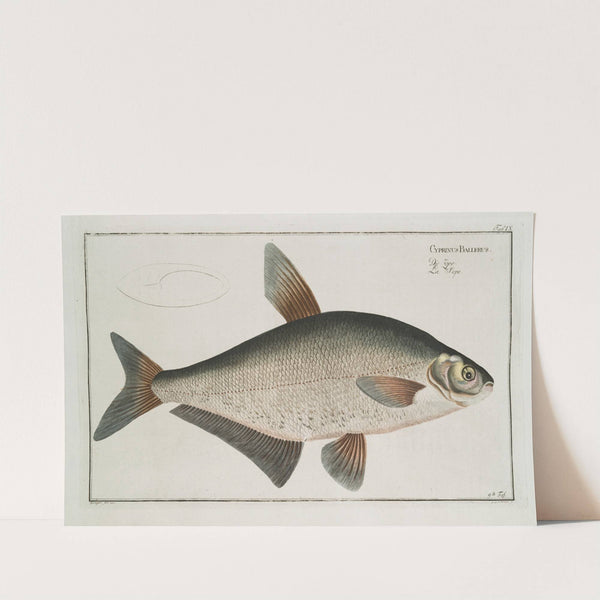 Cyprinus Ballerus, The Baller-Carp. by Marcus Elieser Bloch