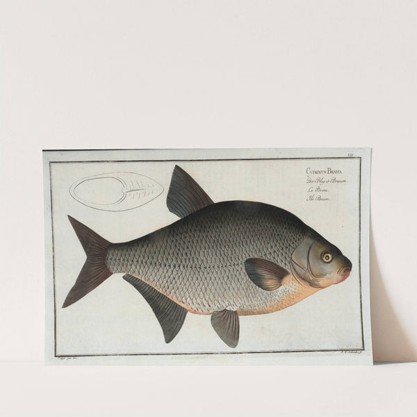 Cyprinus Brama, The Bream. by Marcus Elieser Bloch