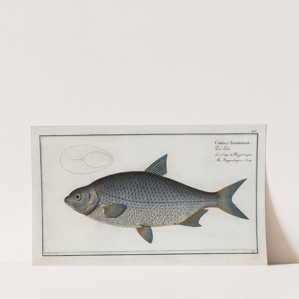 Cyprinus Buggenhagii, The Buggenhagen’s-Carp. (1785-1797) by Marcus Elieser Bloch