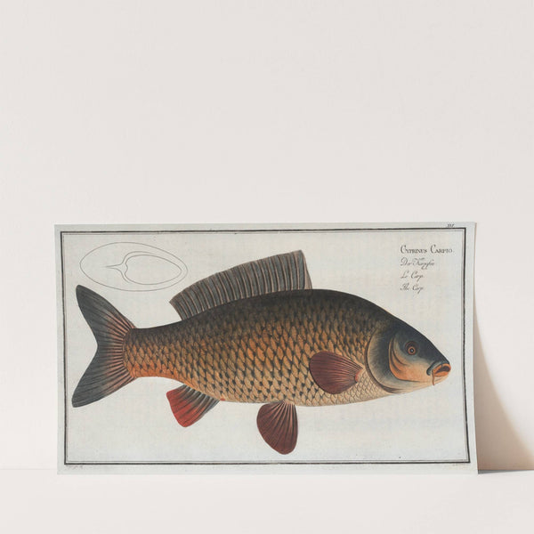 Cyprinus Carpio, The Carp. (1785-1797) by Marcus Elieser Bloch