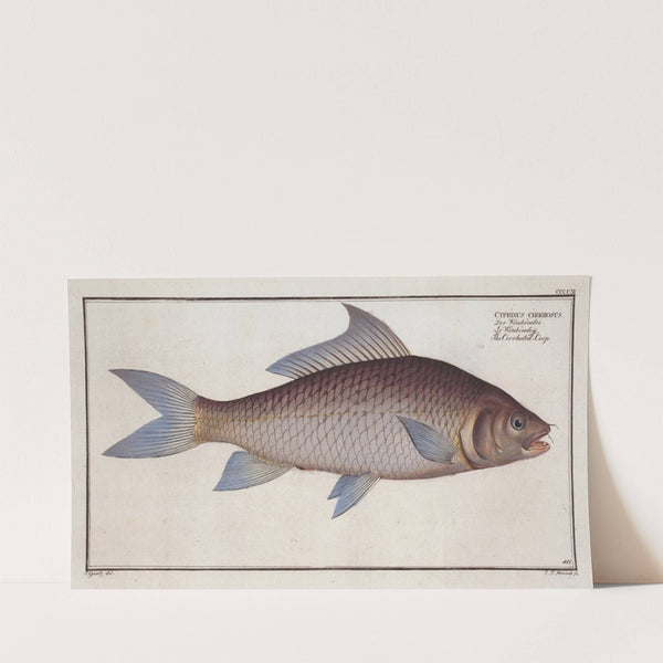 Cyprinus cirrhosus, The Cirrhated Carp. (1785-1797) by Marcus Elieser Bloch