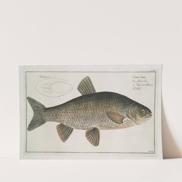 Cyprinus Jeses, The Chub. by Marcus Elieser Bloch