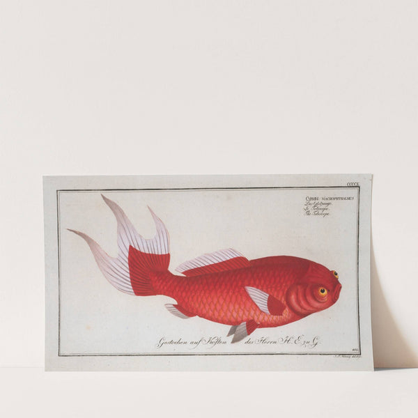 Cyprinus macrophthalmus, The Telescope. (1785-1797) by Marcus Elieser Bloch