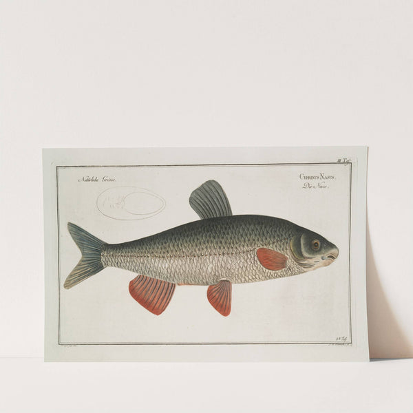 Cyprinus Nasus, The Nase-Carp. by Marcus Elieser Bloch