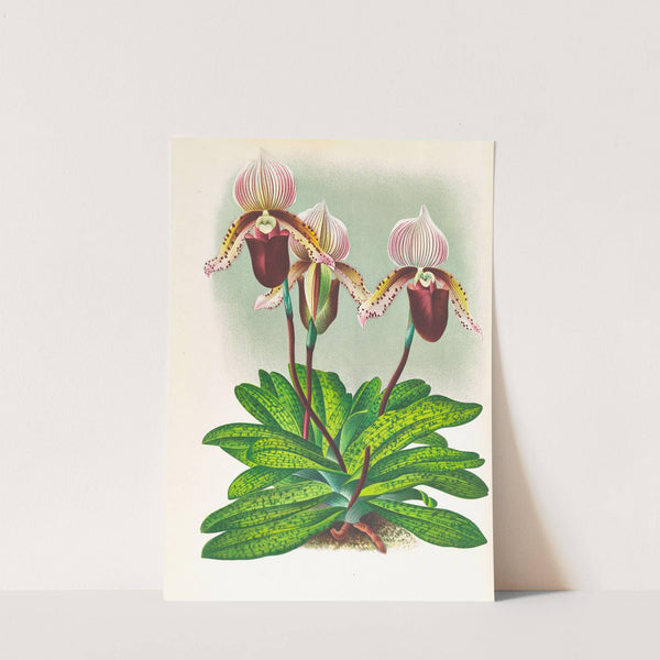 Cypripedium barbato veitchianum by Jean Jules Linden