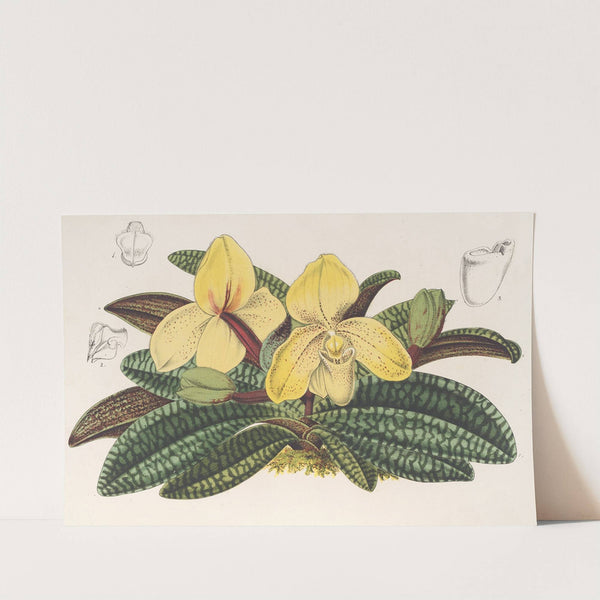 Cypripedium concolor by Charles Antoine Lemaire