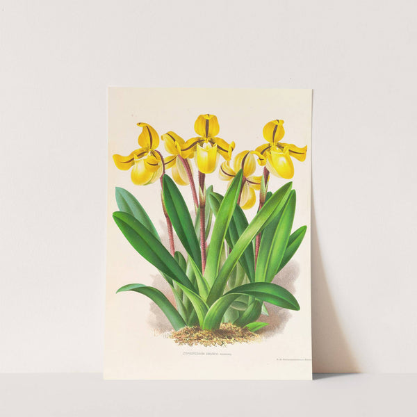 Cypripedium Druryi by Jean Jules Linden