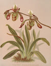 Cypripedium Haynaldianum
