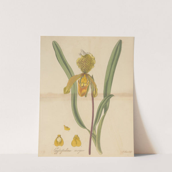Cypripedium insigne by William Jackson Hooker