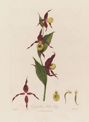 Cypripedium, Ladies Slipper (1799–1810)
