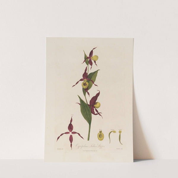 Cypripedium, Ladies Slipper (1799–1810) by Robert John Thornton
