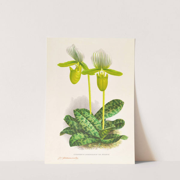 Cypripedium lawrenceanum var hyeanum (1885-1906) by Jean Jules Linden