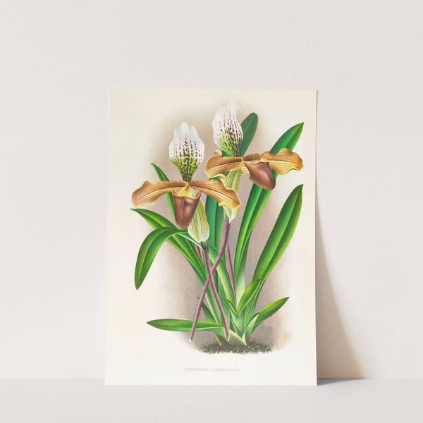 Cypripedium nitens by Jean Jules Linden