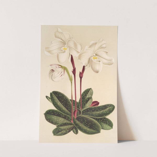 Cypripedium niveum by Charles Antoine Lemaire