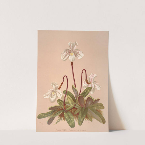 Cypripedium Niveum by Harriet Stewart Miner