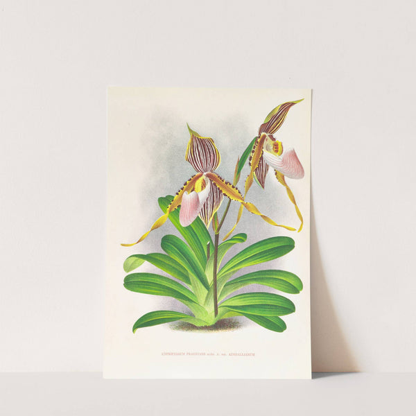 Cypripedium praestans var kimballianum by Jean Jules Linden